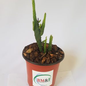 Joseph's Coat cactus succulents