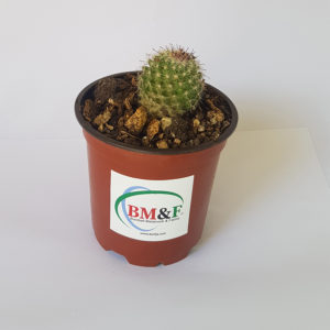 Pincushion Globe Cactus Succulent