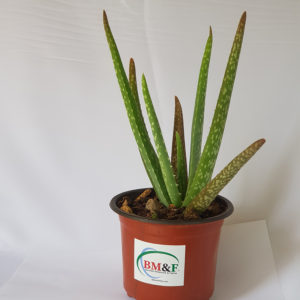 Aloe vera plant
