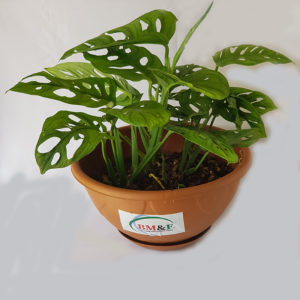 Swiss Cheese Monstera