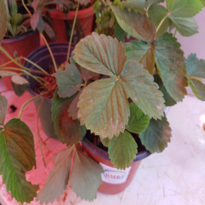 Strawberry plants for sale in jamaica
